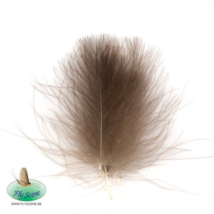 Cul de canard sauvage Fly Scene