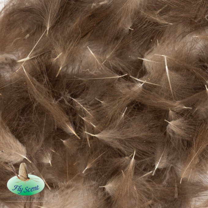 Cul de canard sauvage Fly Scene