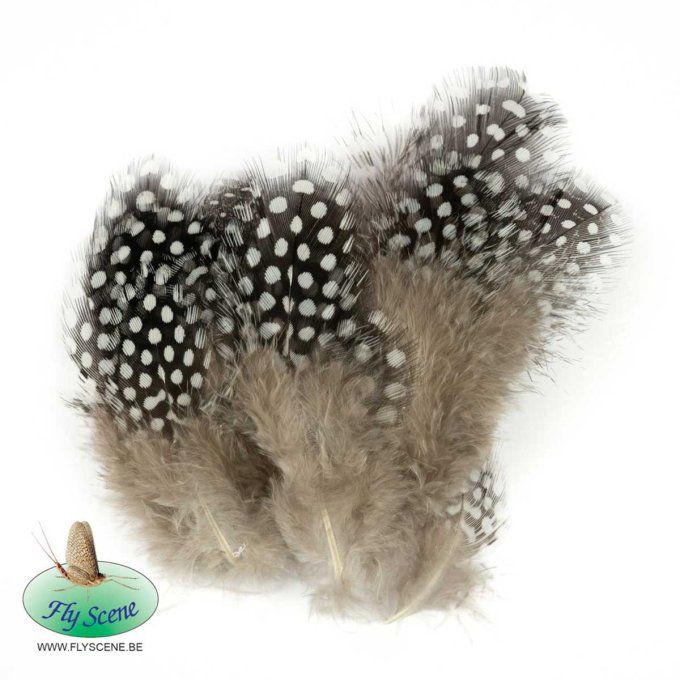 Plumes Pintade FLY SCENE