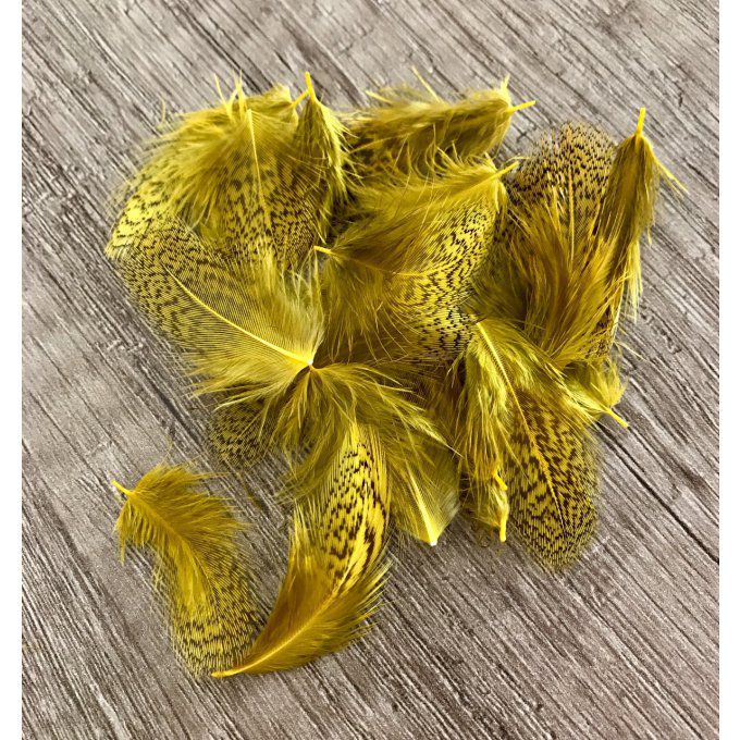 Perdrix grise (Naturelle ou teintée jaune ou olive)
