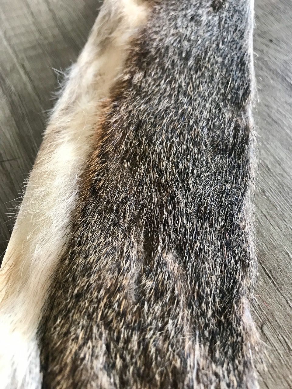 1/2 peau d'écureuil gris