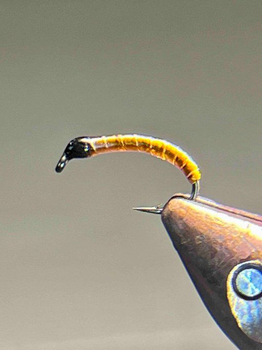 Chiro GOLD & BLACK
