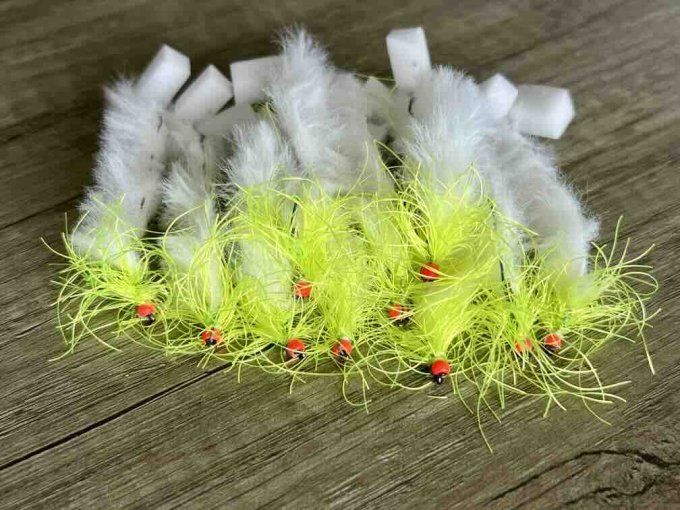 Sangsues synthéti-Poulpe saison 2025-26