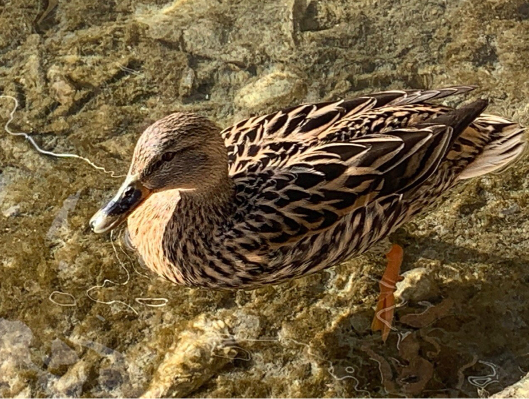 CDC, CDO et Canard