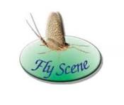 FLY SCENE